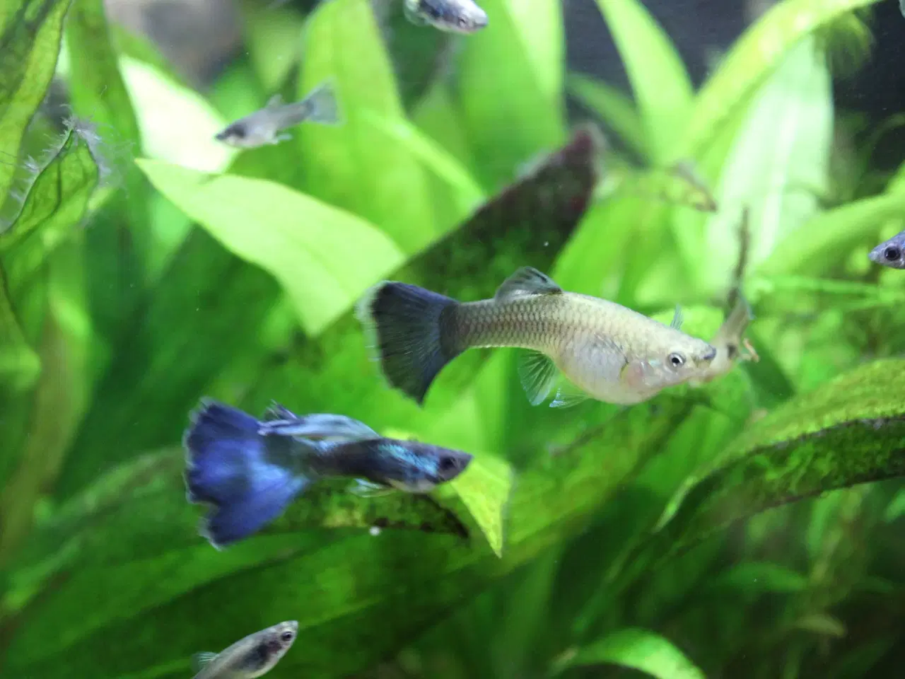 Billede 7 - Blue Moscow Guppy.