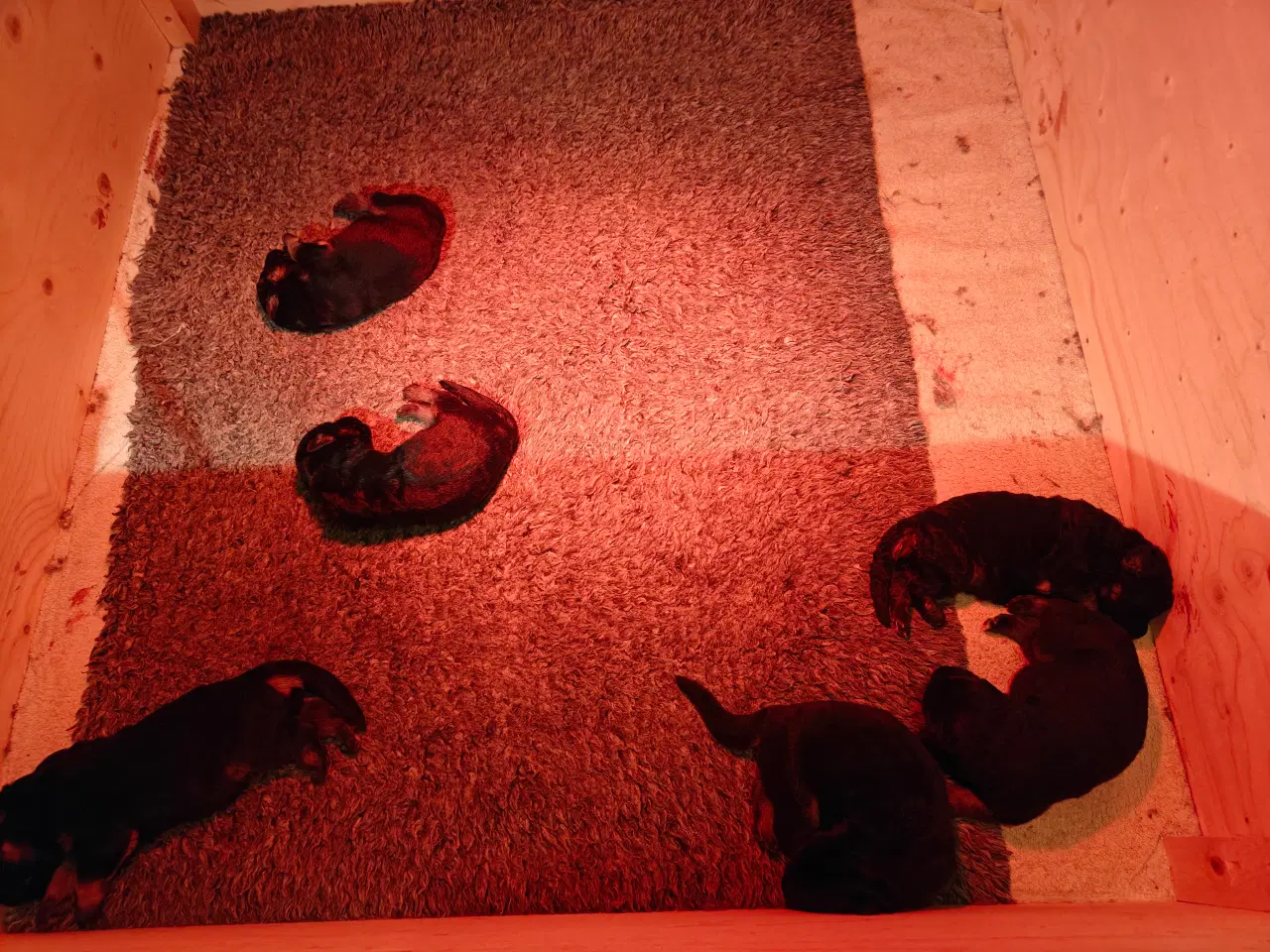 Billede 6 - Schæfer valp til påske 