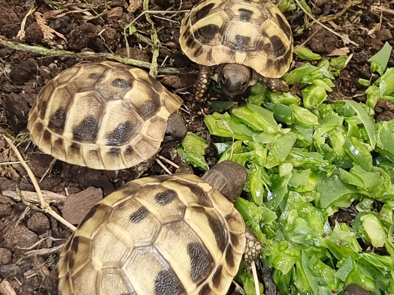 Billede 3 - Græske landskildpadder