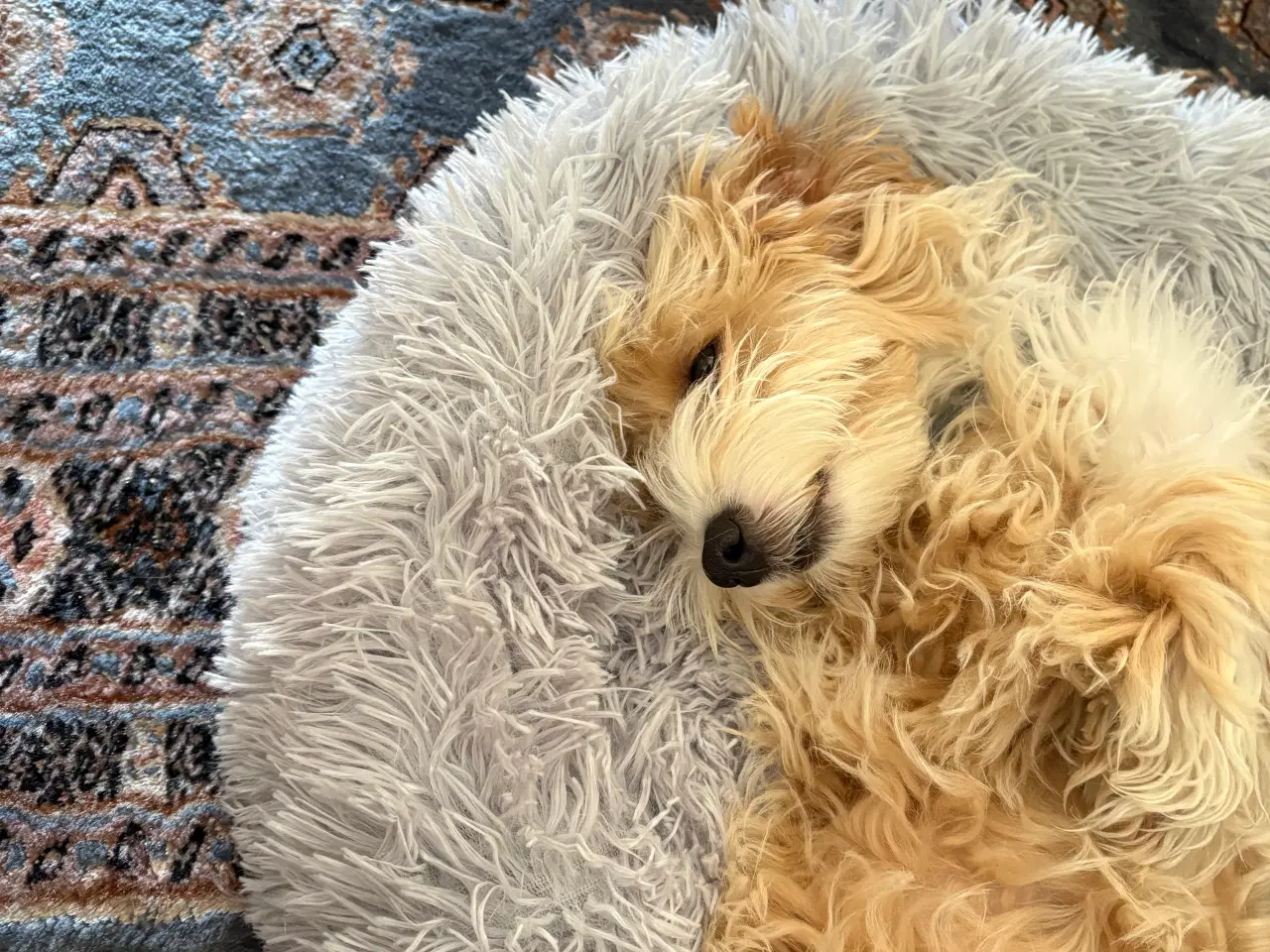 Billede 5 - Maltipoo 