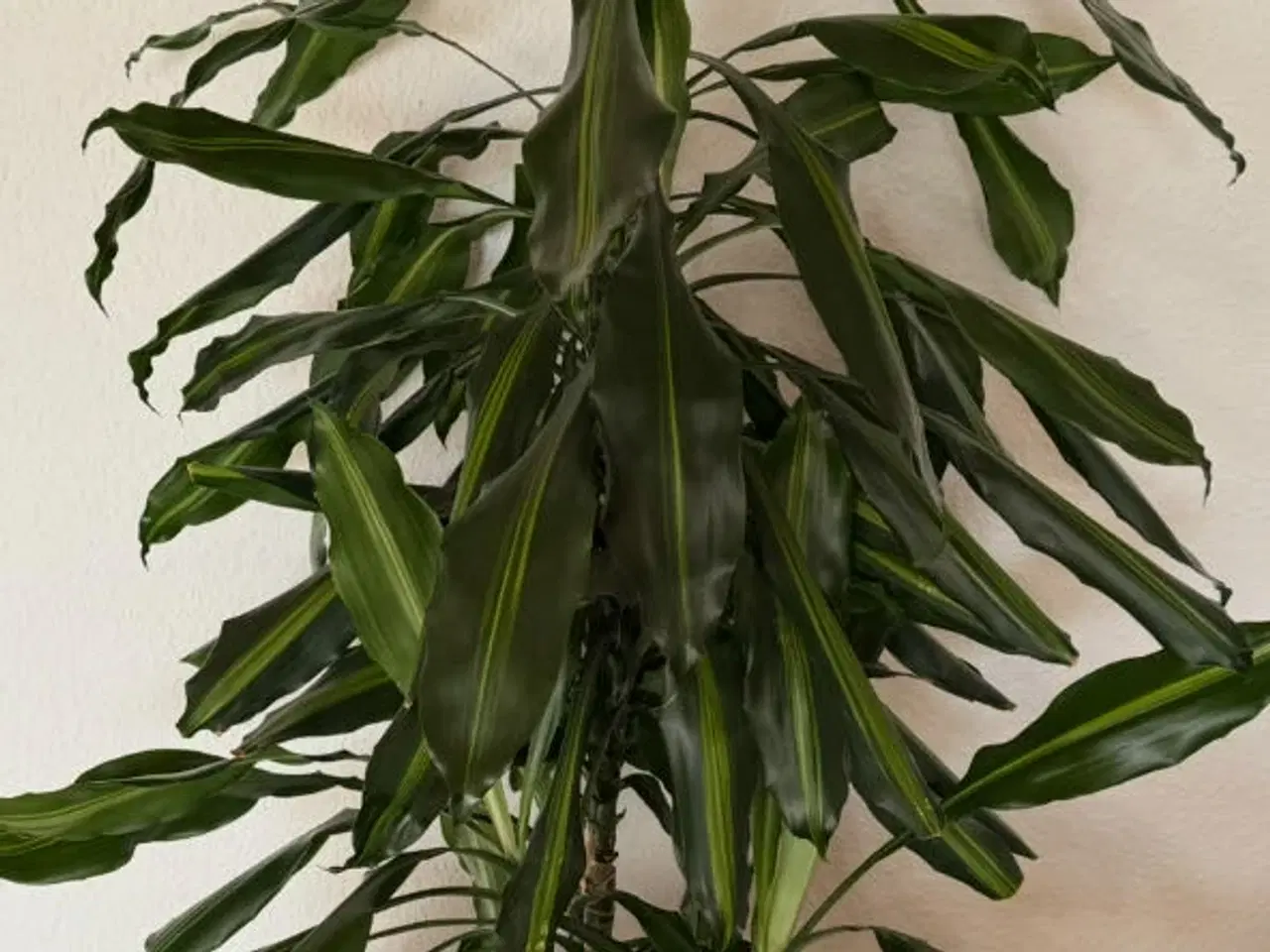 Billede 1 - Stueplante