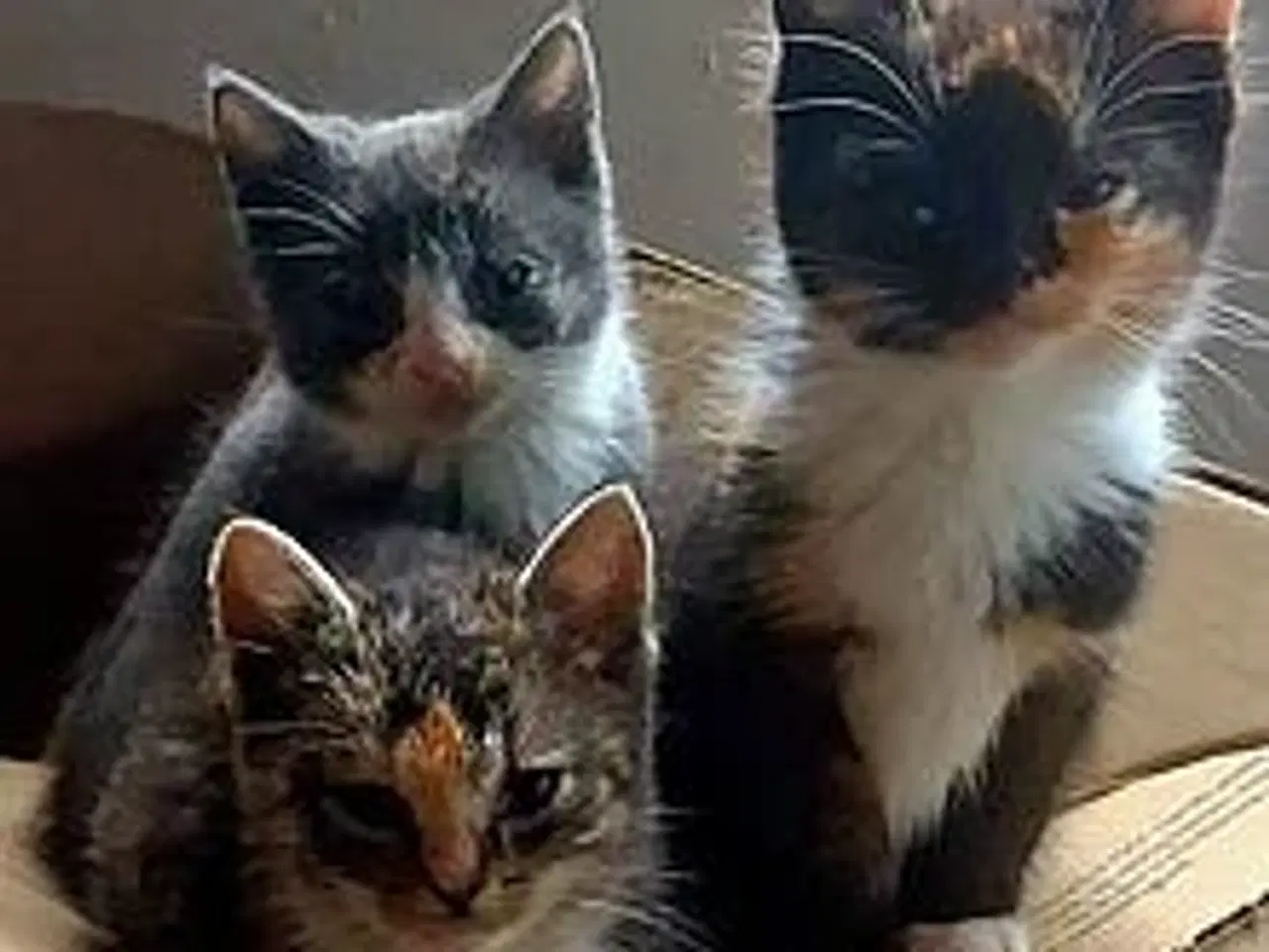 Billede 4 - Dværgkatkillinger.