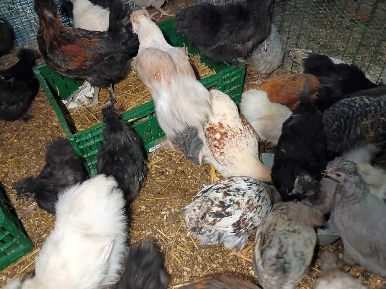 Billede 19 - Blænding race  Varmefri kyllinger  for Multi farve