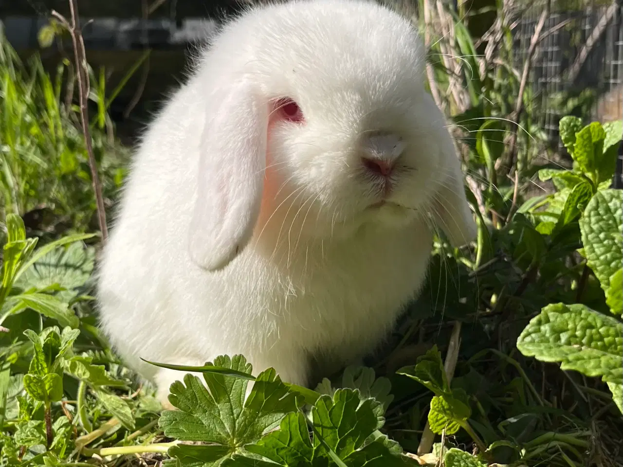 Billede 1 - Minilop han 