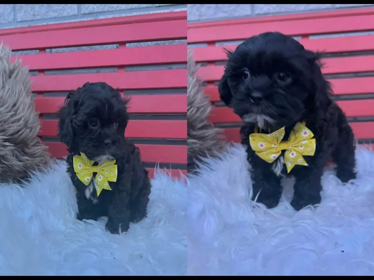 Billede 19 - Shihpoo hvalpe(Shih Tzu /Puddel 