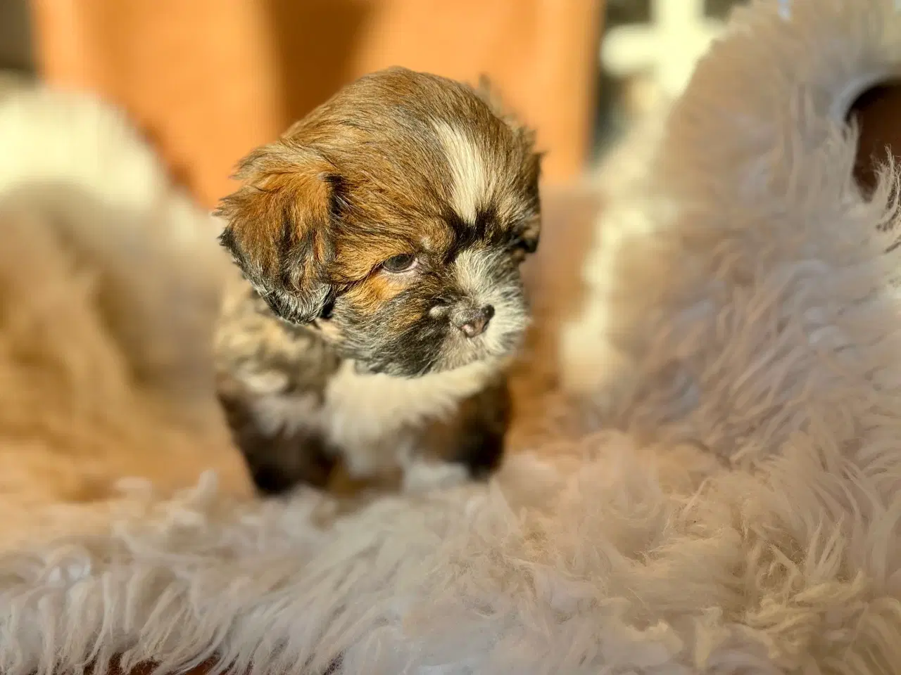 Billede 7 - Lhasa Apso hvalpe