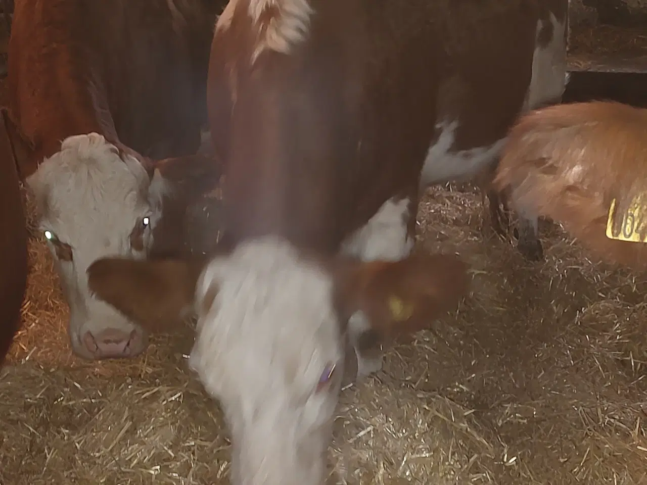Billede 1 - Simmentaler køer