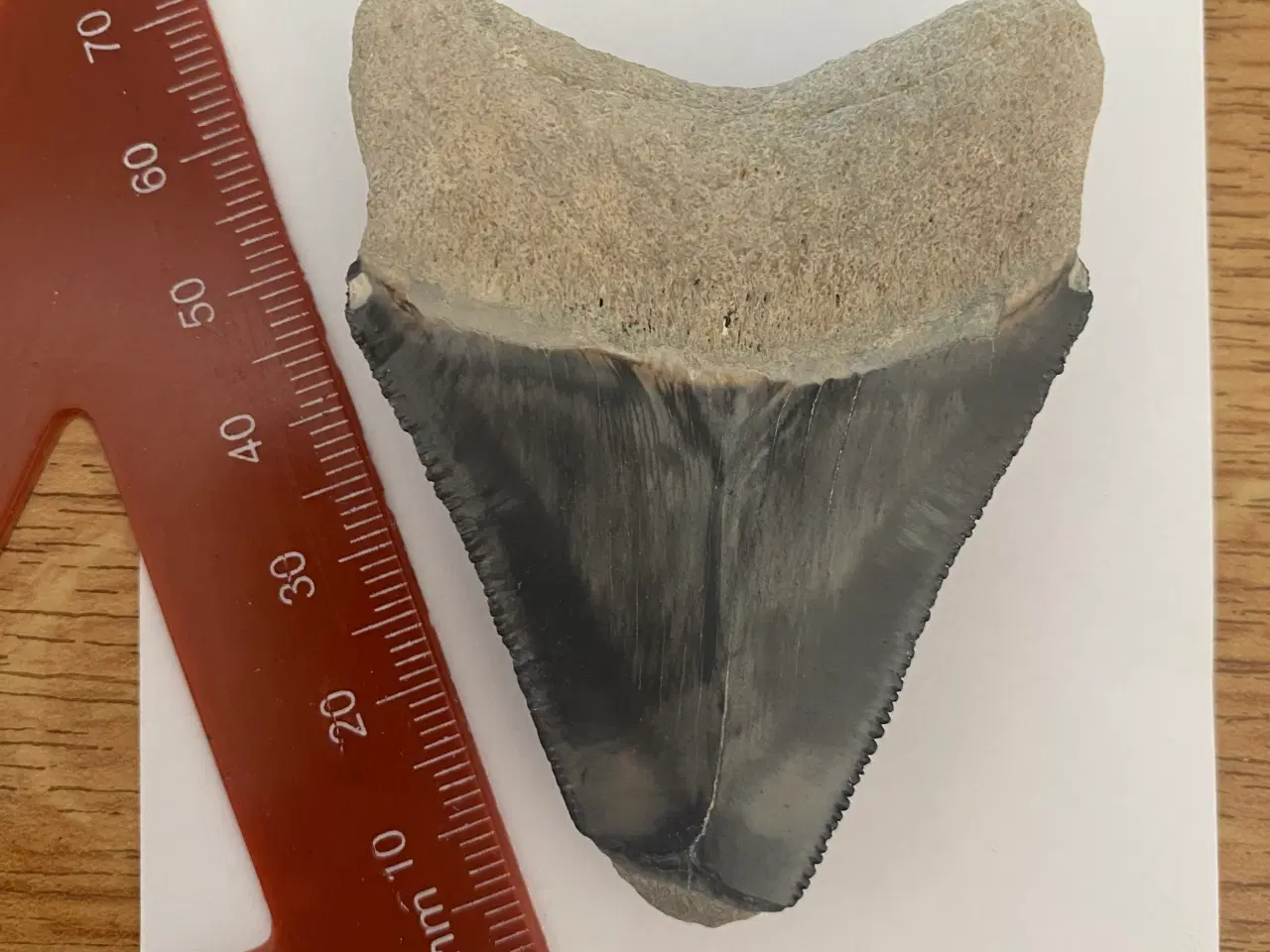 Billede 3 - Megalodon forstenet hajtænder. 