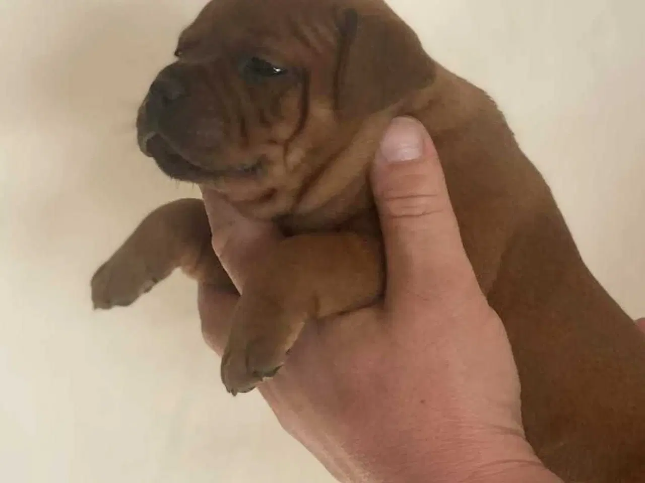 Billede 12 - Smukke Staffordshire Bull Terrier hvalpe DKK 