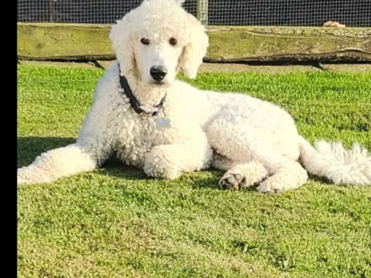 Billede 3 - Labradoodle hvalpe 