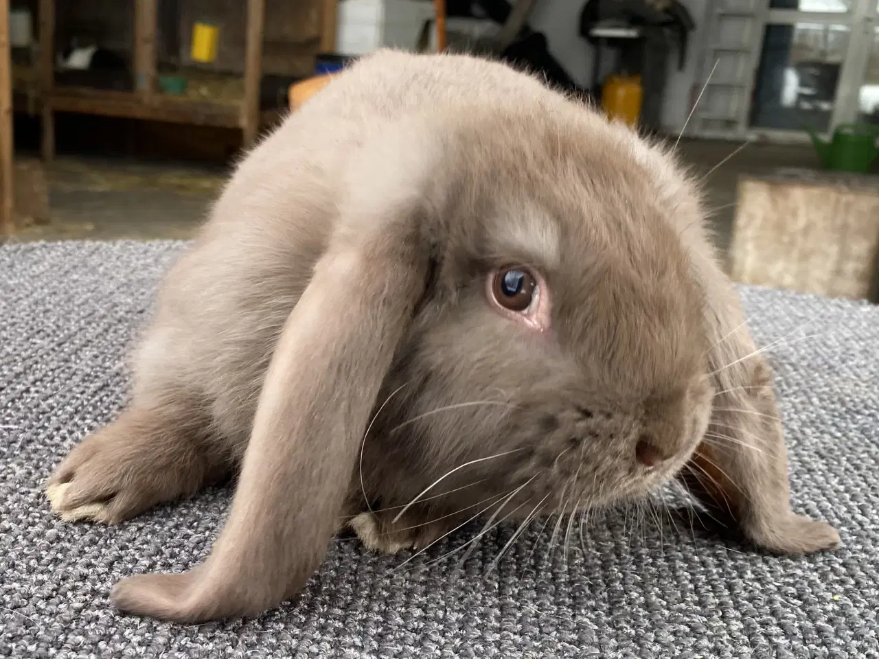 Billede 6 - FRANSK VÆDDER HAN EGERN