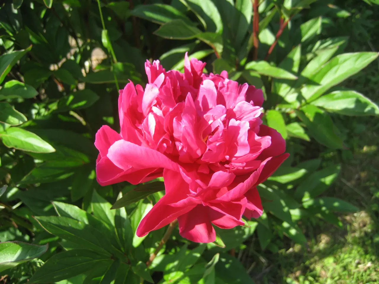 Billede 1 - Smukke mørkerøde pæoner