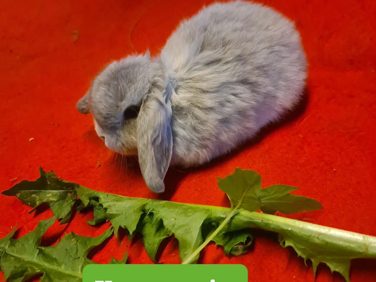 Billede 7 - Mini Lop Kaninunger 