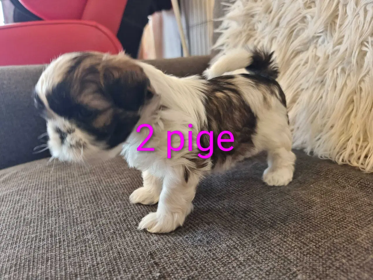 Billede 7 - Shih tzu hvalpe 