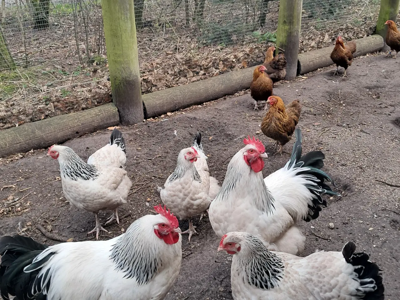 Billede 2 - Lys sussex hane