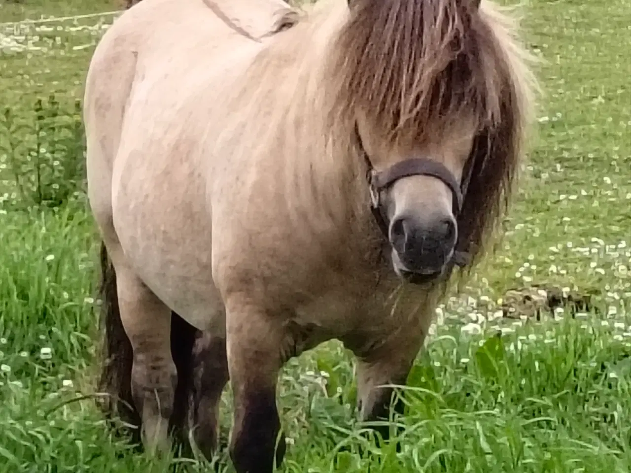 Billede 2 - Bedækning hos sjælden farve hingst