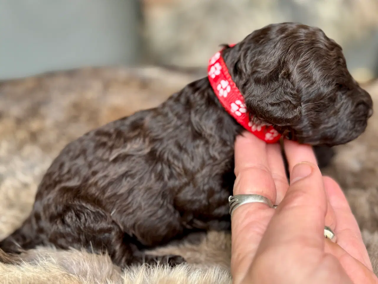 Billede 1 - Allergivenlige og fældefri tæve Toy/Dværgpuddel