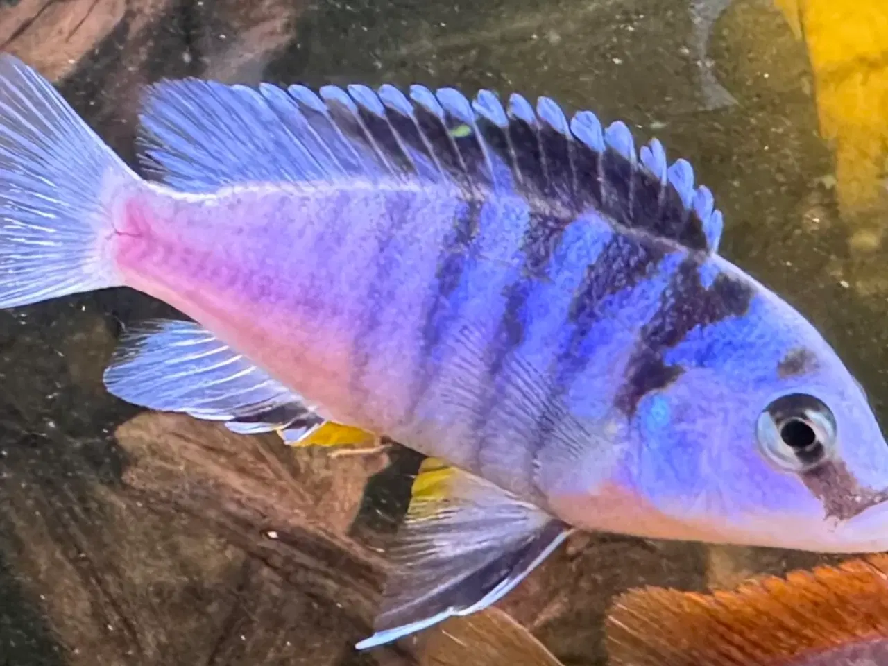 Billede 1 - Ynglegruppe F1 super flotte Labidochromis Chisumul