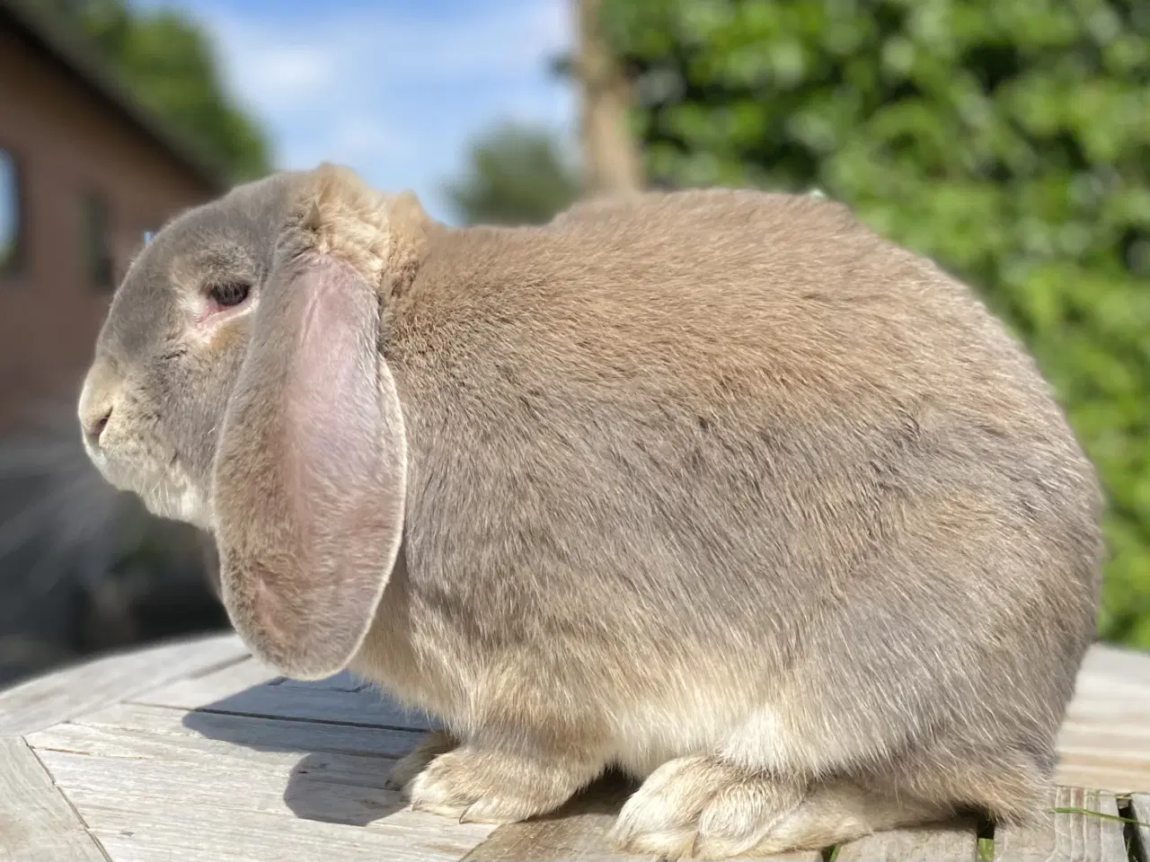 Billede 6 - AVLSKLAR FRANSK VÆDDER HAN ISABELLA OTTER