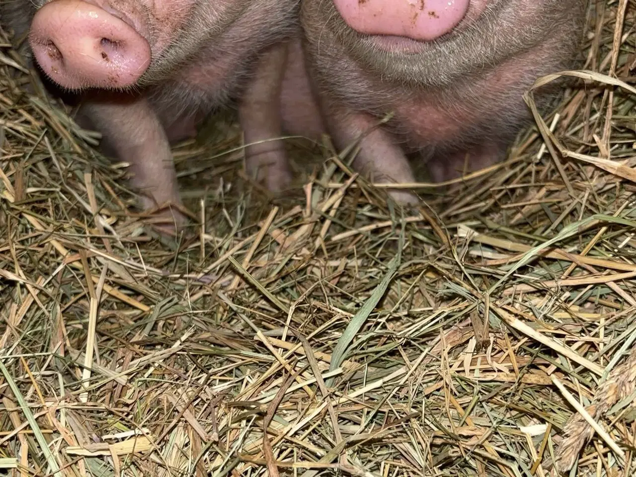 Billede 1 - 🐷 Canadiske minigrise – født 25. juni 2025 🐷