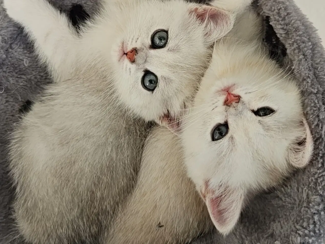 Billede 3 - British shorthair Chinchilla