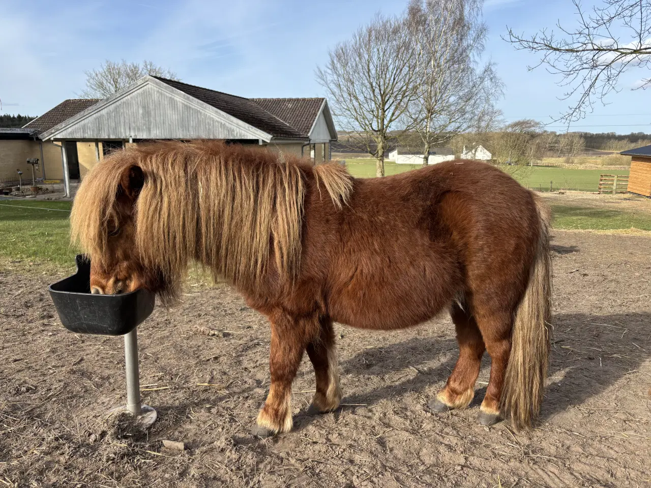 Billede 1 - 2 års hingst
