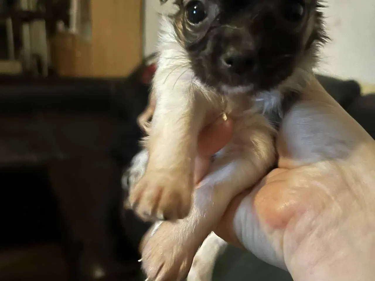 Billede 4 - Chihuahua hvalpe søger nyt hjem