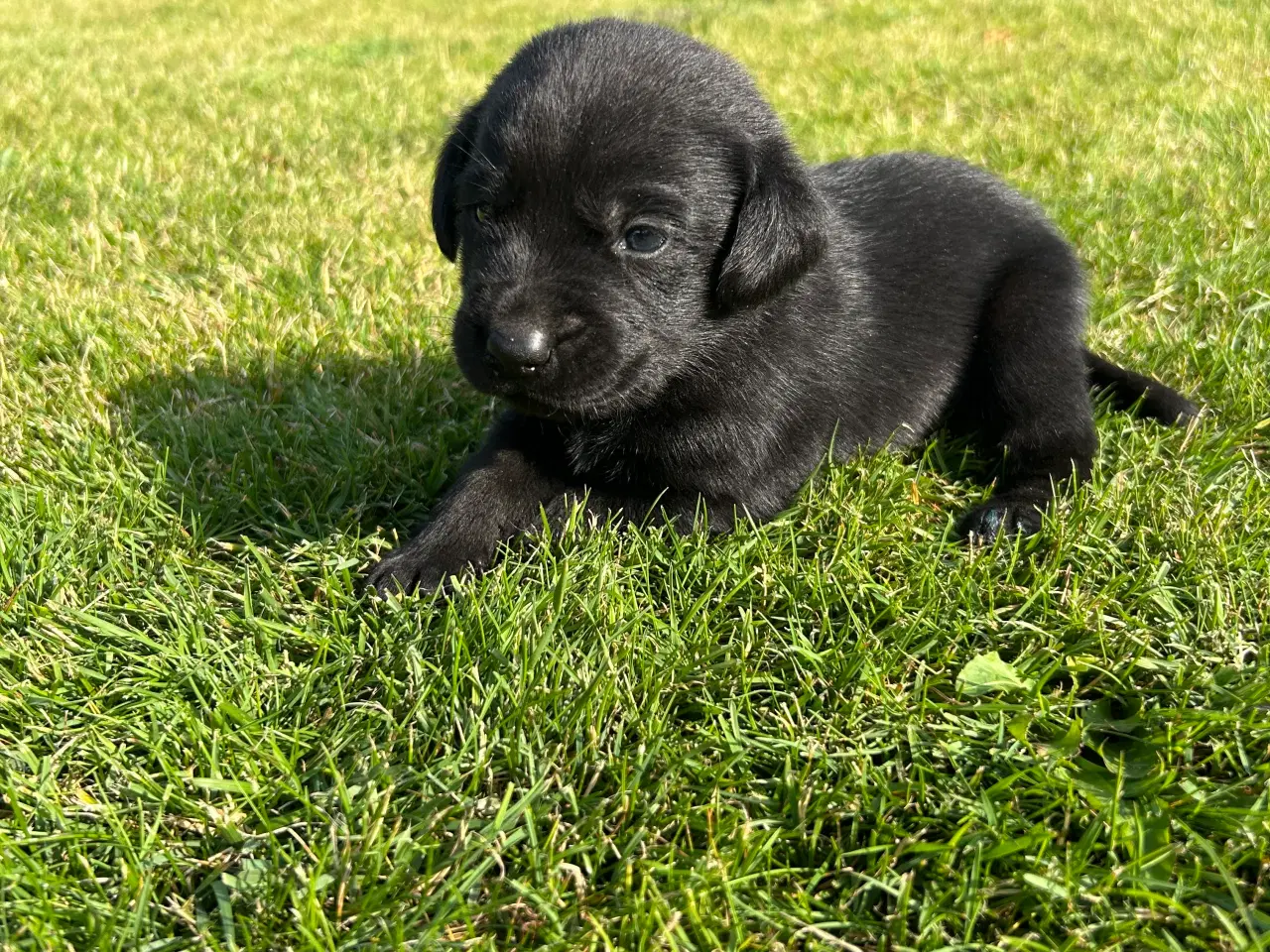 Billede 4 - Labrador hvalpe sælges