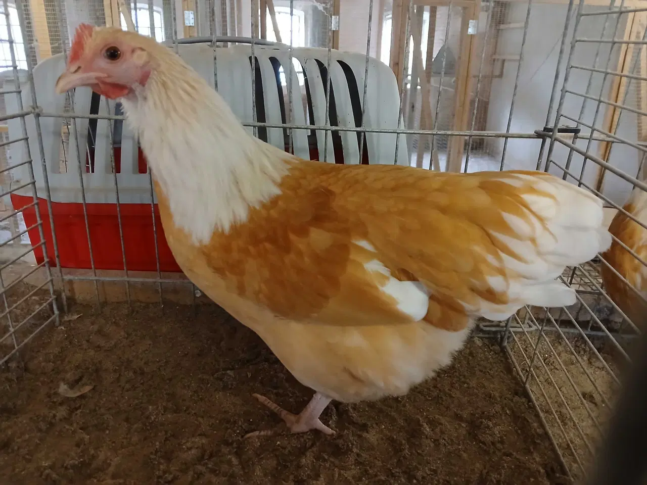 Billede 13 - Dværg Sussex, både høner og haner