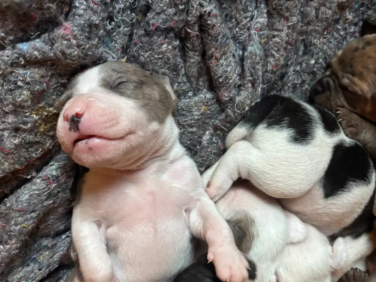 Billede 5 - Hundehvalpe staff og fransk