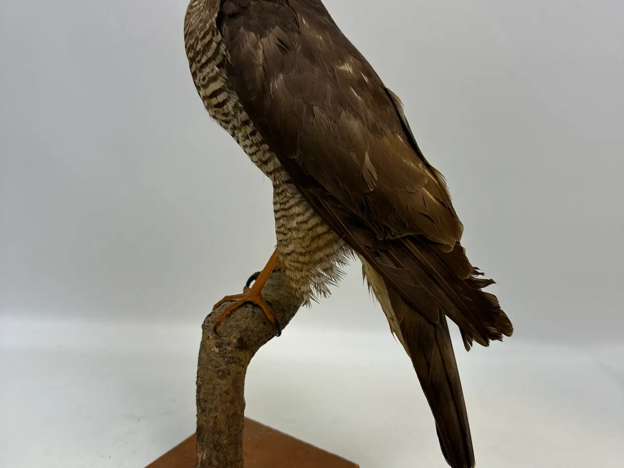 Billede 8 - Udstoppet Spurvehøg