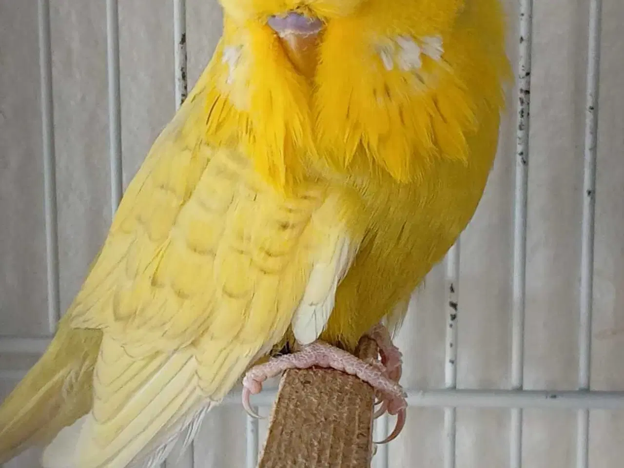 Billede 5 - Engelsk undulat han 