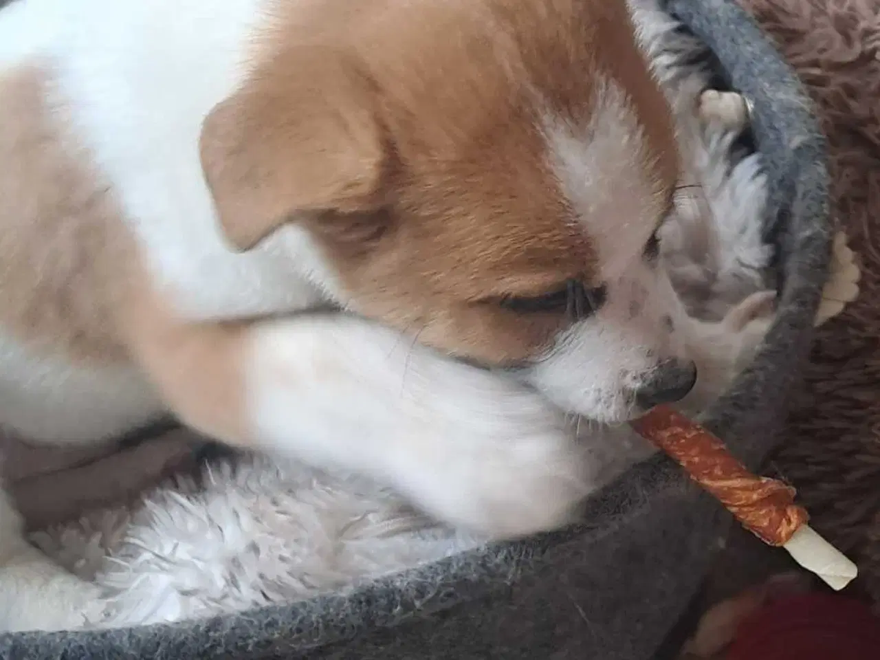 Billede 6 - Nydelig dansk svensk gårdhund/dansk spids blanding