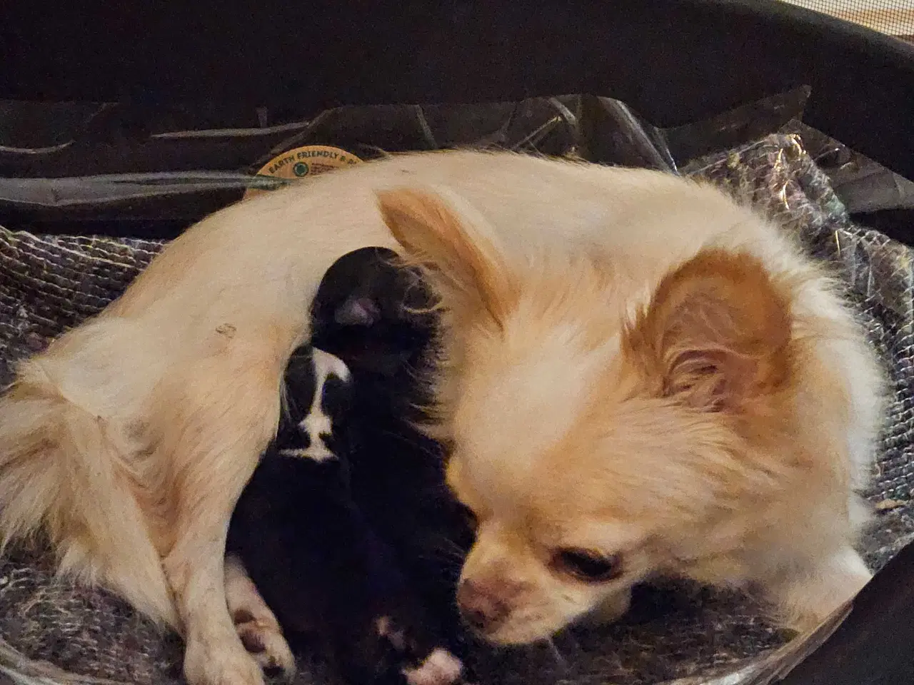 Billede 2 - Chihuahua begge forældre langhåret