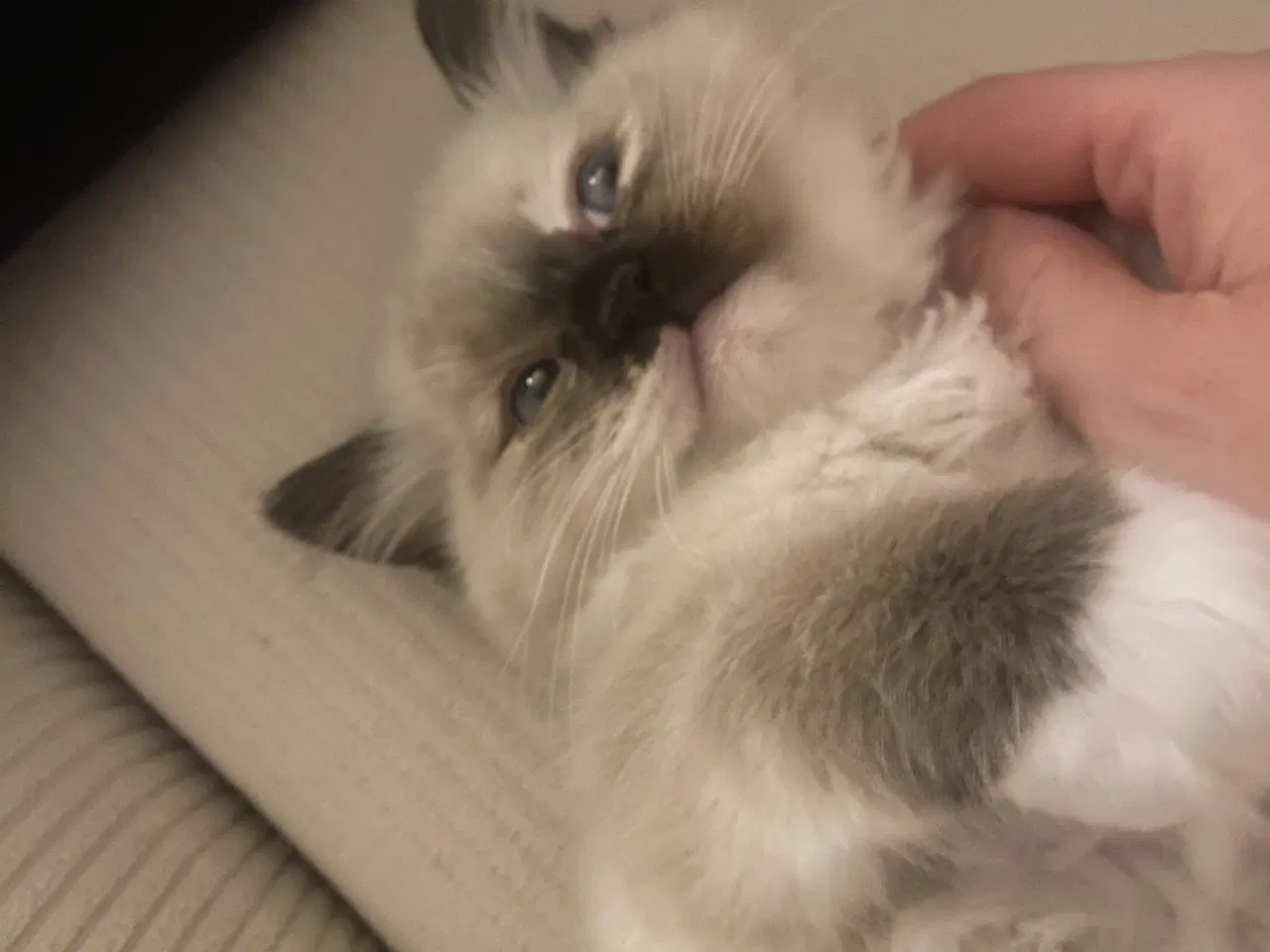 Billede 6 - Ragdoll killing med stamtavle 