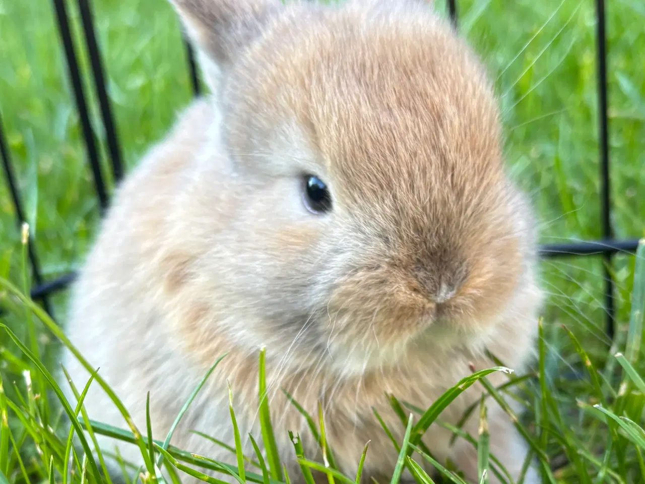 Billede 3 - Mini lop kanin