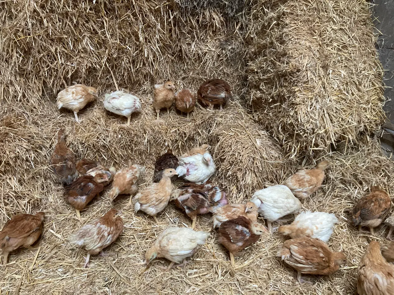 Billede 1 - Varmefrie kyllinger på 6uger
