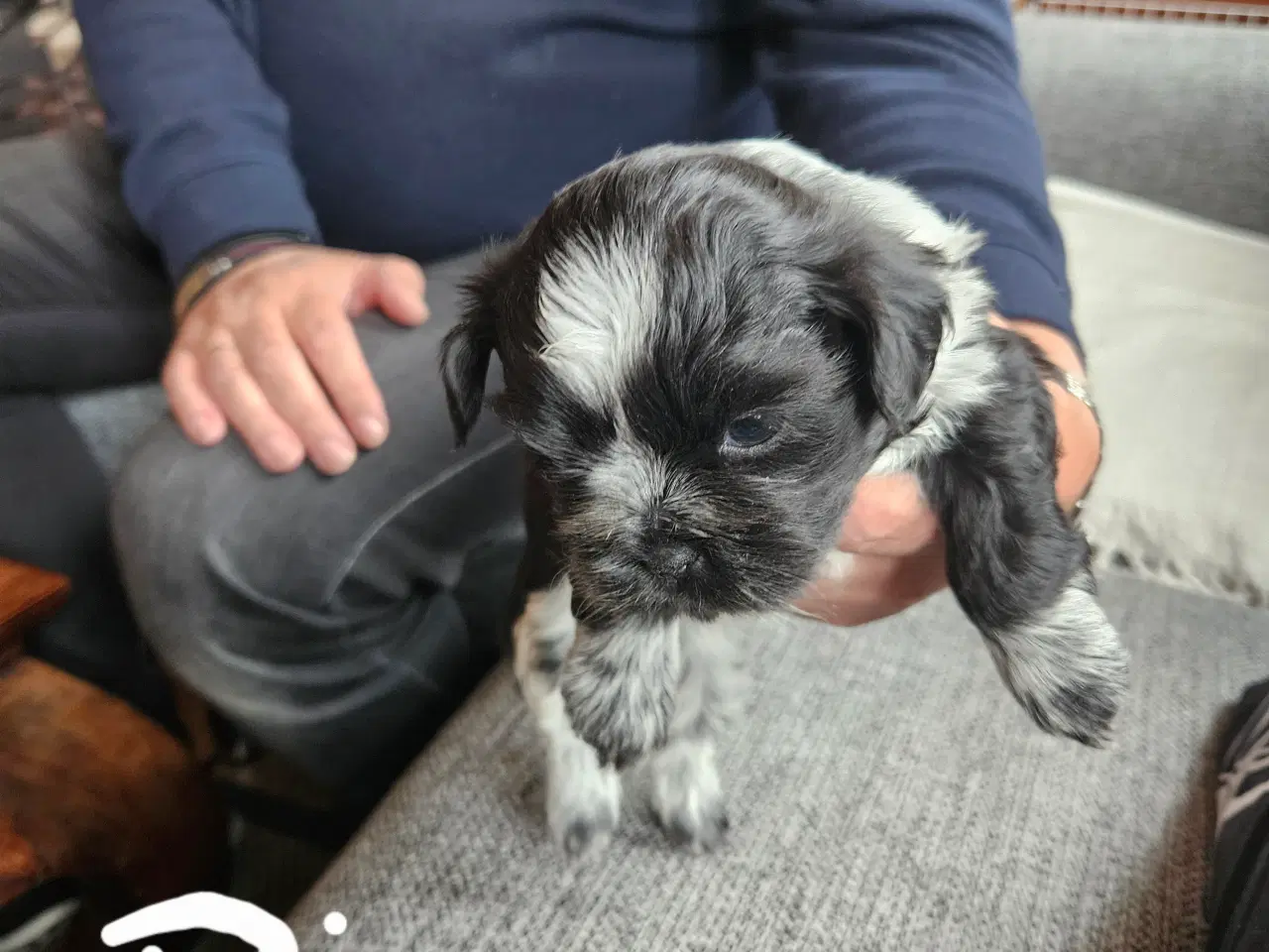 Billede 1 - Skønne shih Tzu hvalpe 2 hanhunde og 2 tæver. 
