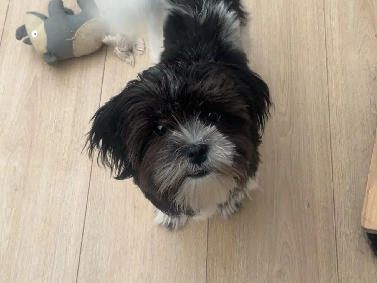 Billede 1 - Boomer hvalp 🐶