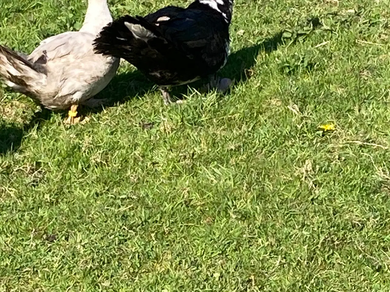 Billede 1 - Moskusænder og landænder 