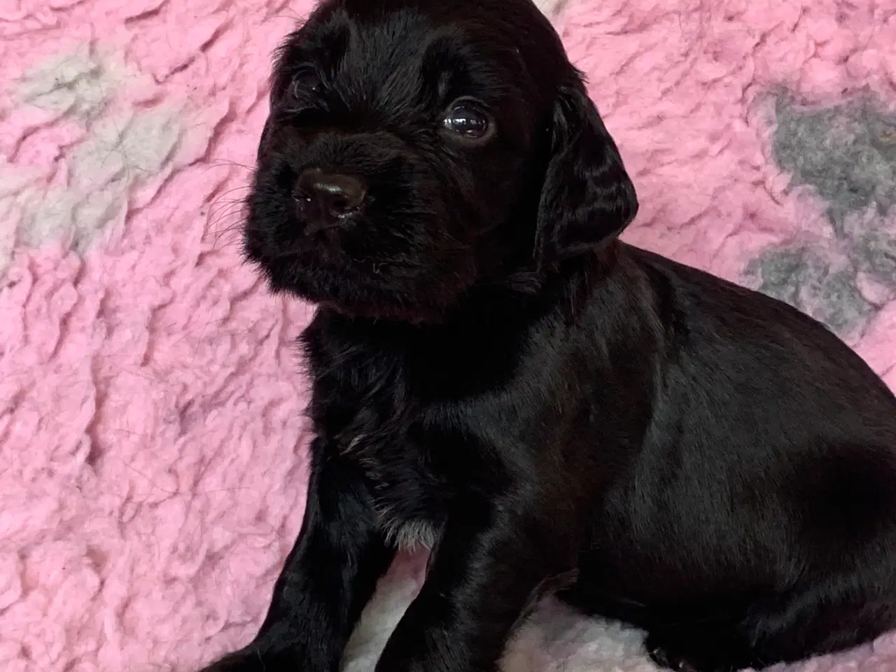 Billede 8 - FT Cocker Spaniel hvalpe