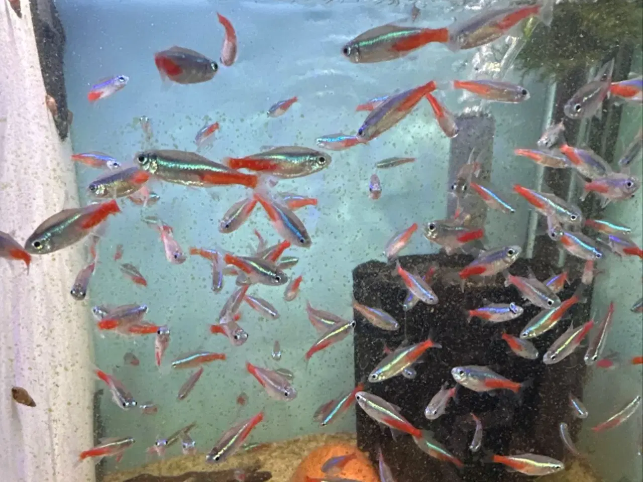 Billede 1 - Alm neon