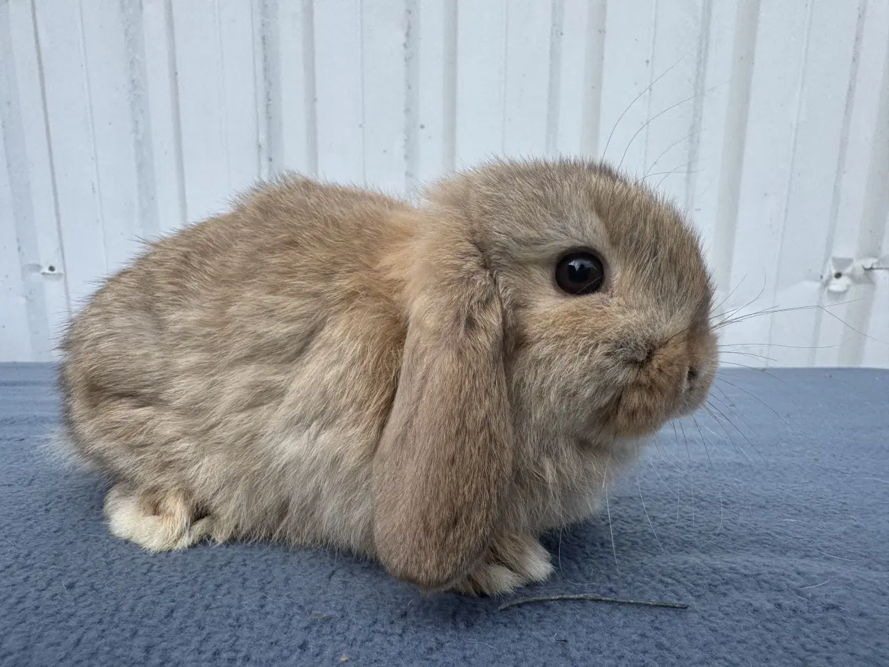 Billede 5 - Mini lop hankanin