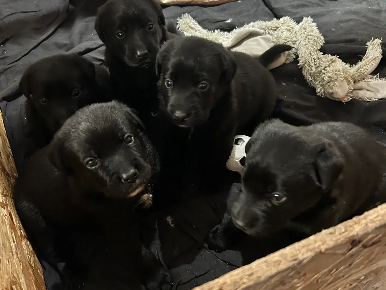 Billede 1 - 3 skønne han hunde 