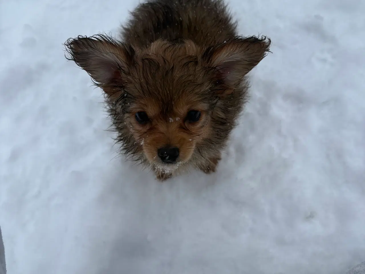 Billede 3 - Gravhund pomeranian blanding