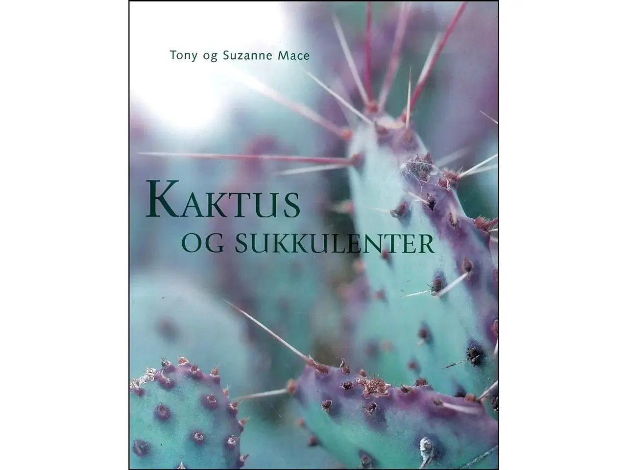 Billede 1 - Kaktus og Sukkulenter