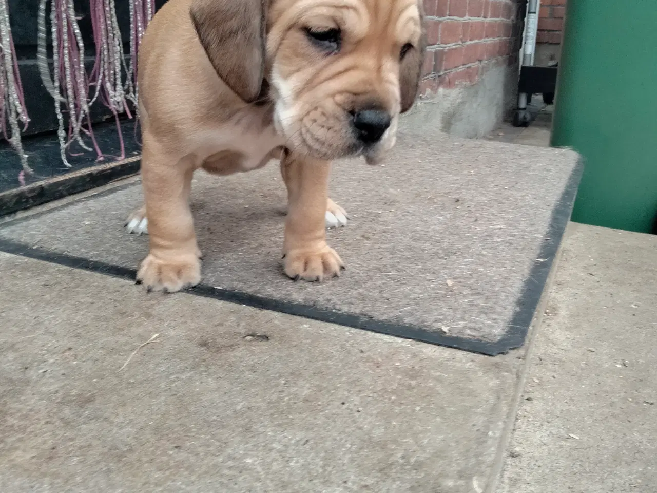 Billede 6 - Engelsk bulldog/engelsk Cocker spaniel hvalpe