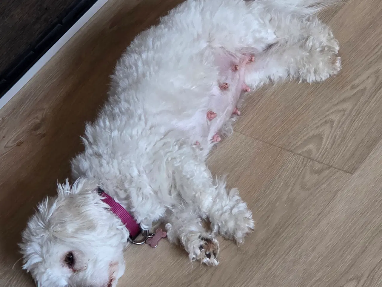 Billede 5 - Coton de tulear, salgsklar ca 1. Juni