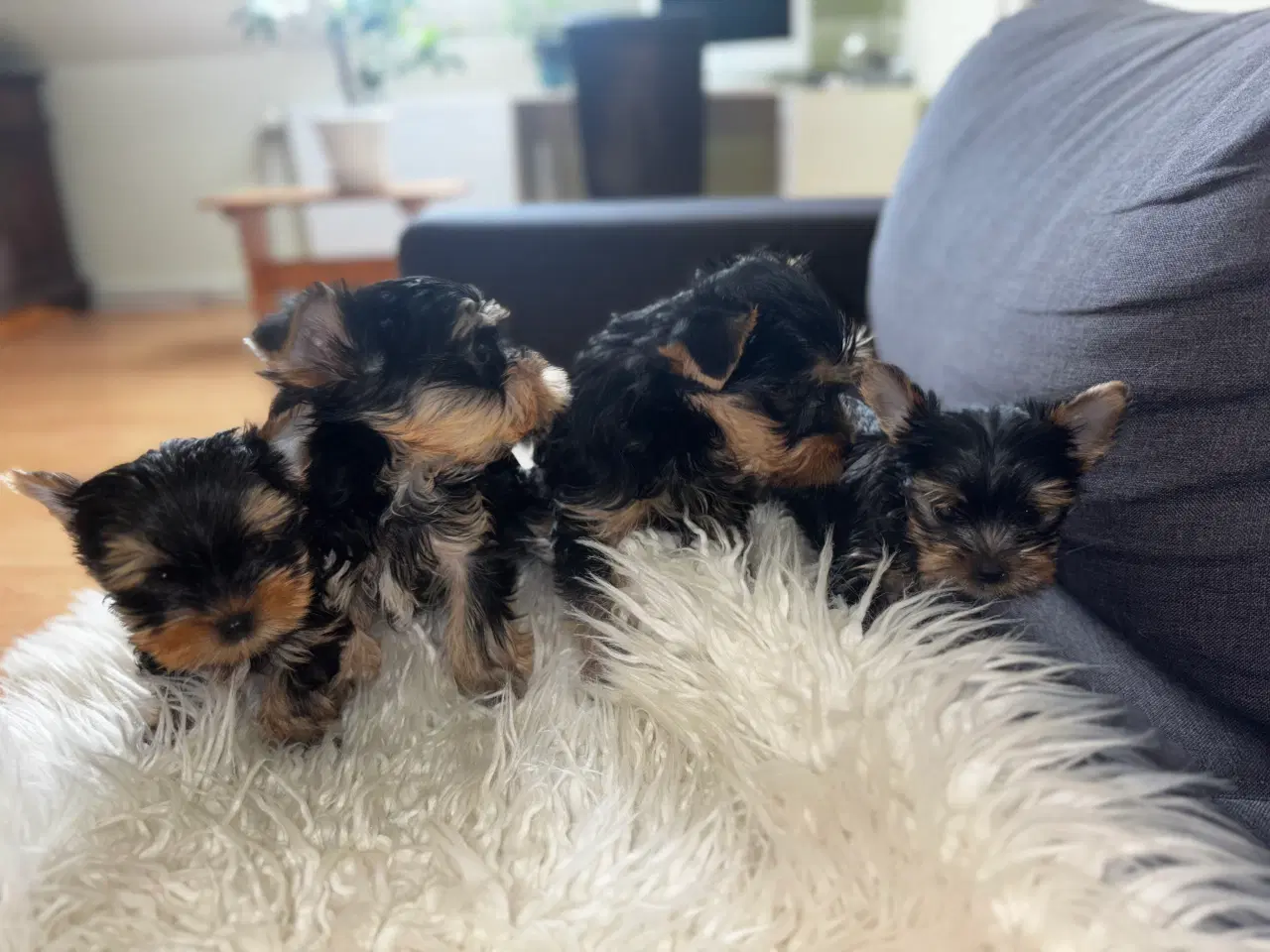 Billede 5 - Yorkshire Terrier Hvalpe