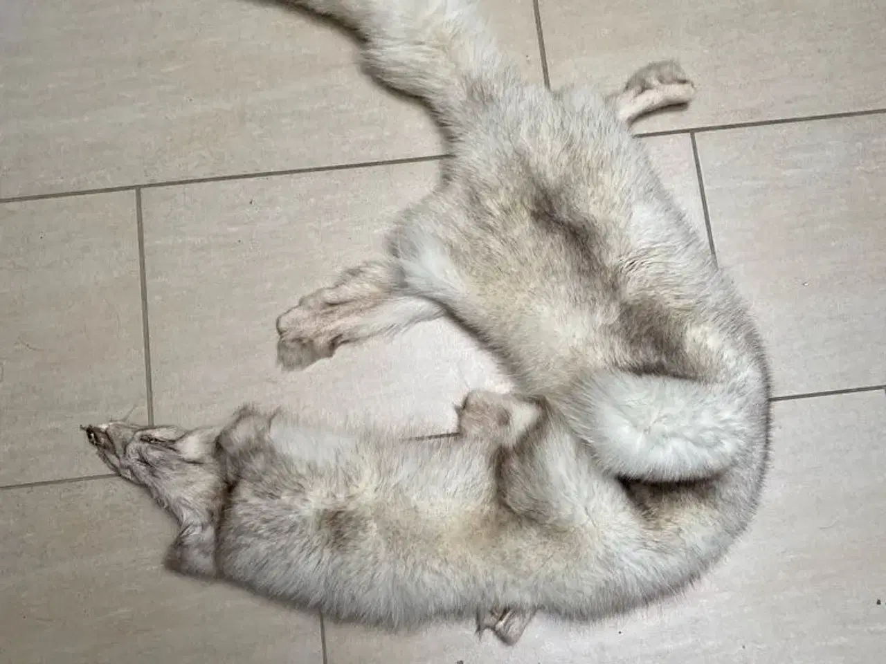 Billede 1 - Stor sølvræv